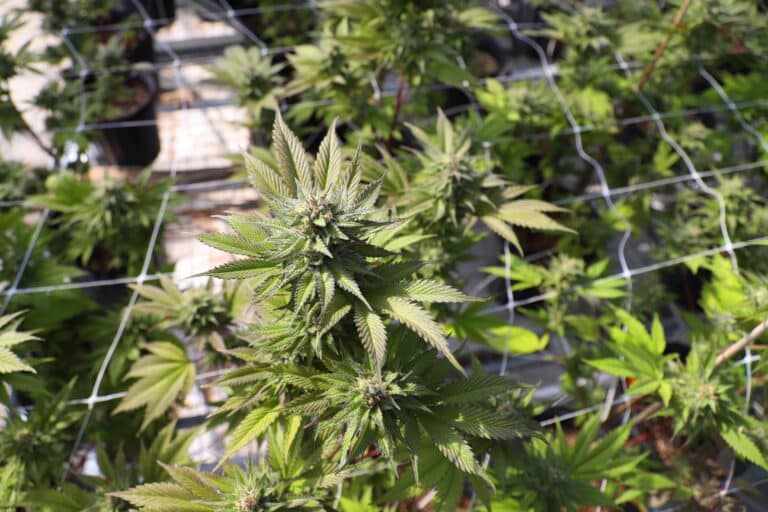 Lire la suite à propos de l’article Quels sont les effets du CBD sur le corps ?