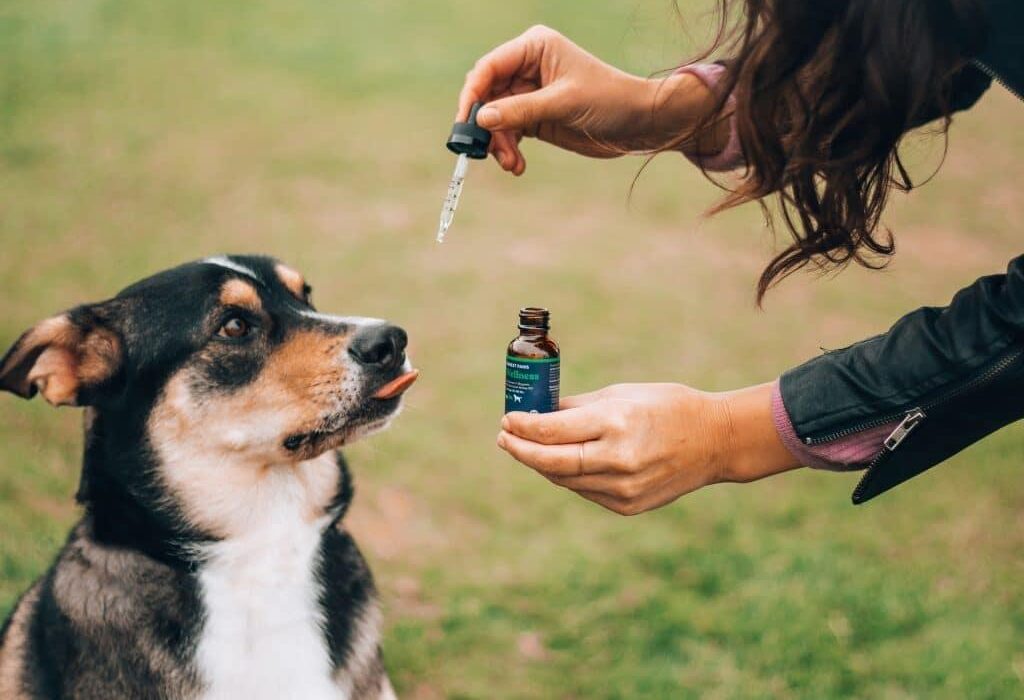 Arthrose chez les chiens : comment l'huile de CBD peut aider